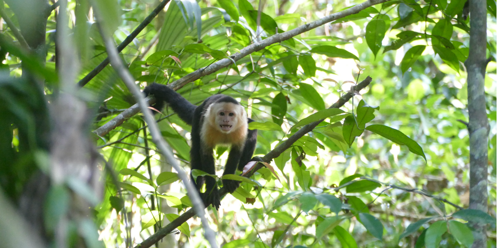 A cappuchin monkey moving through a treetop.