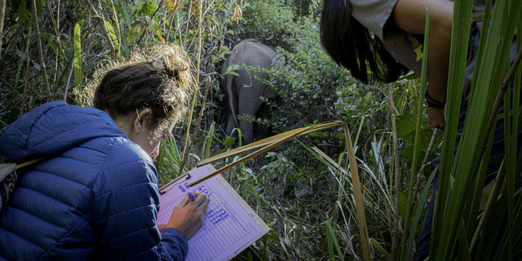 Volunteering in the wildlife conservation sector is one way to gain experience while having fun.