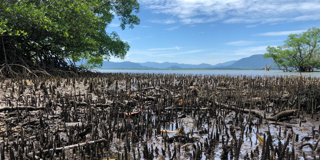 Mangrove trees in Curieuse island