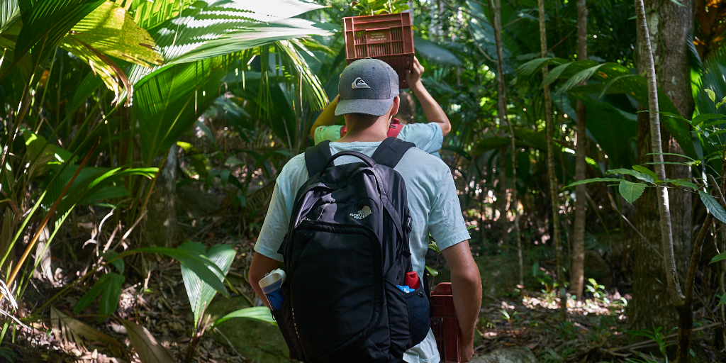 Volunteers walking to collect data in the Seychelles mangrove forests