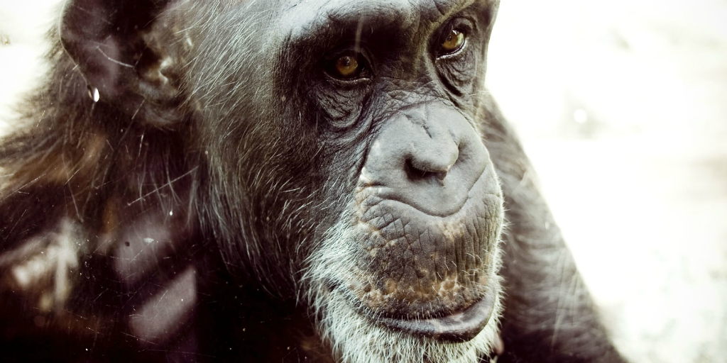 The Jane Goodall Institute is focused on chimpanzee conservation. 