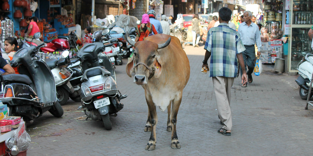 I saw animals and people interacting on my trip to India.