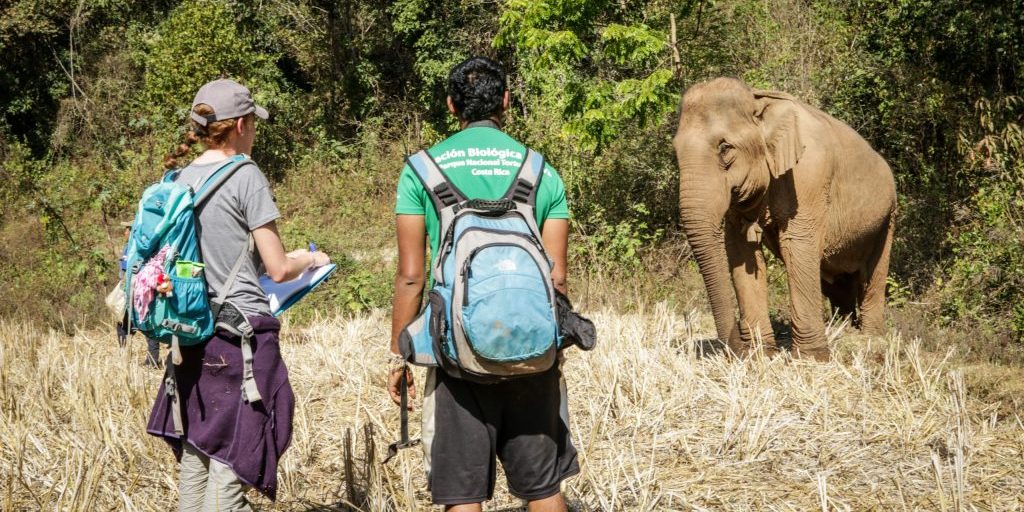 Service-learning includes wildlife conservation.