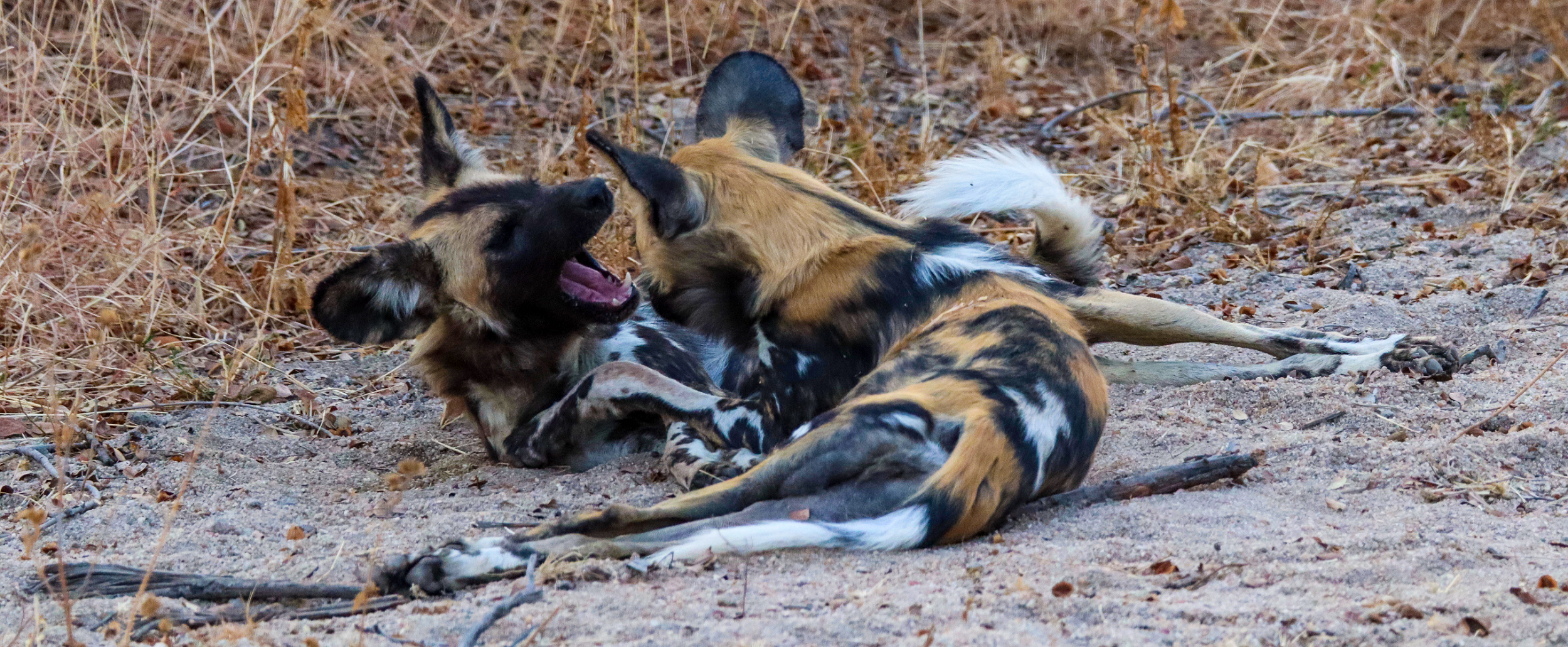 Endangered Wild Dogs Rely on Diverse Habitat to Survive Around