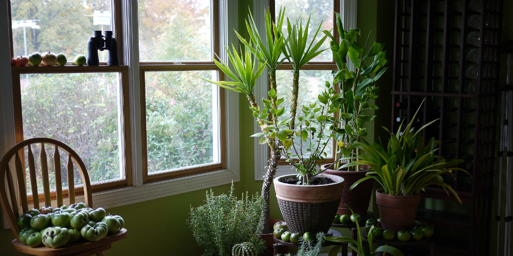 indoor plants