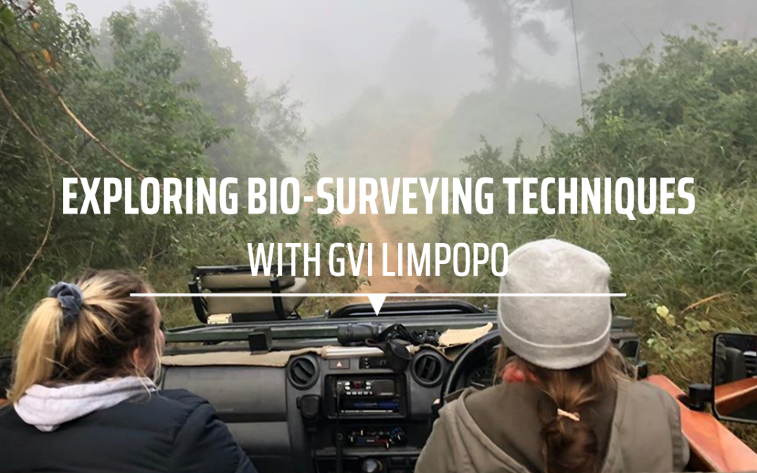 Exploring Bio-Surveying Techniques with GVI Limpopo