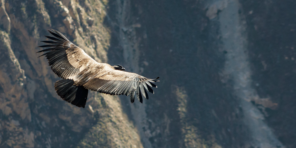 The Andean condor is a national symbol of many South American countries.