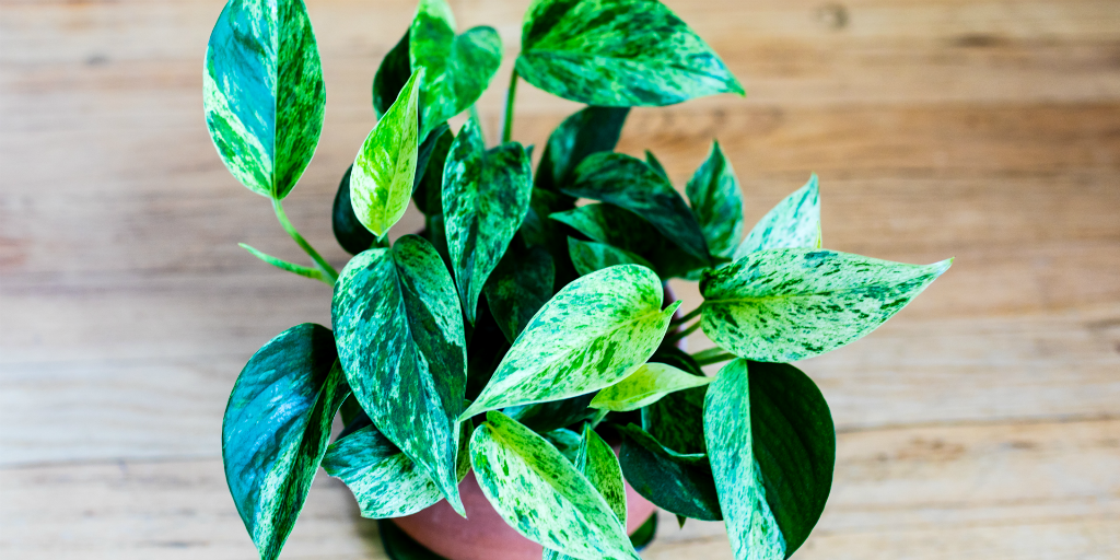 experience better breathing with indoor house plants