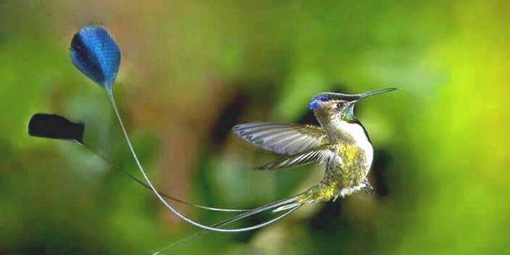 The marvellous spatuletail has earned its name for its unique look. 