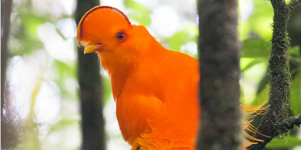 The Andean cock-of-the-rock is the national bird of Peru.