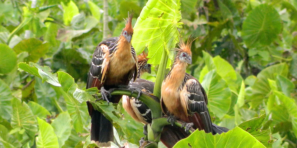 The hoatzin –also known as the reptile bird – lives in the Peruvian Amazon.