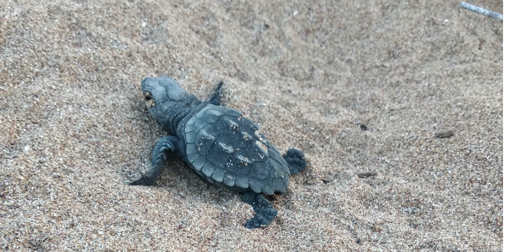 Protect loggerhead sea turtle eggs by volunteering in Greece.