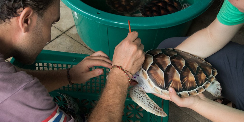 a marine conservation volunteer cleans a sea turtle's shell to prevent from infection