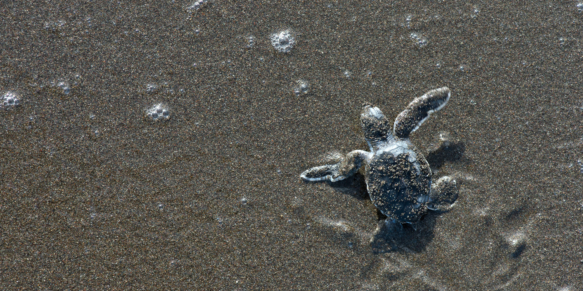 a green sea turtle hatchling makes its way to the ocean