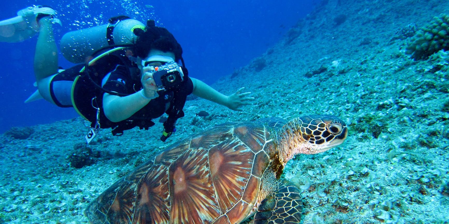 A diver takes a photograph of a swimming sea turtle