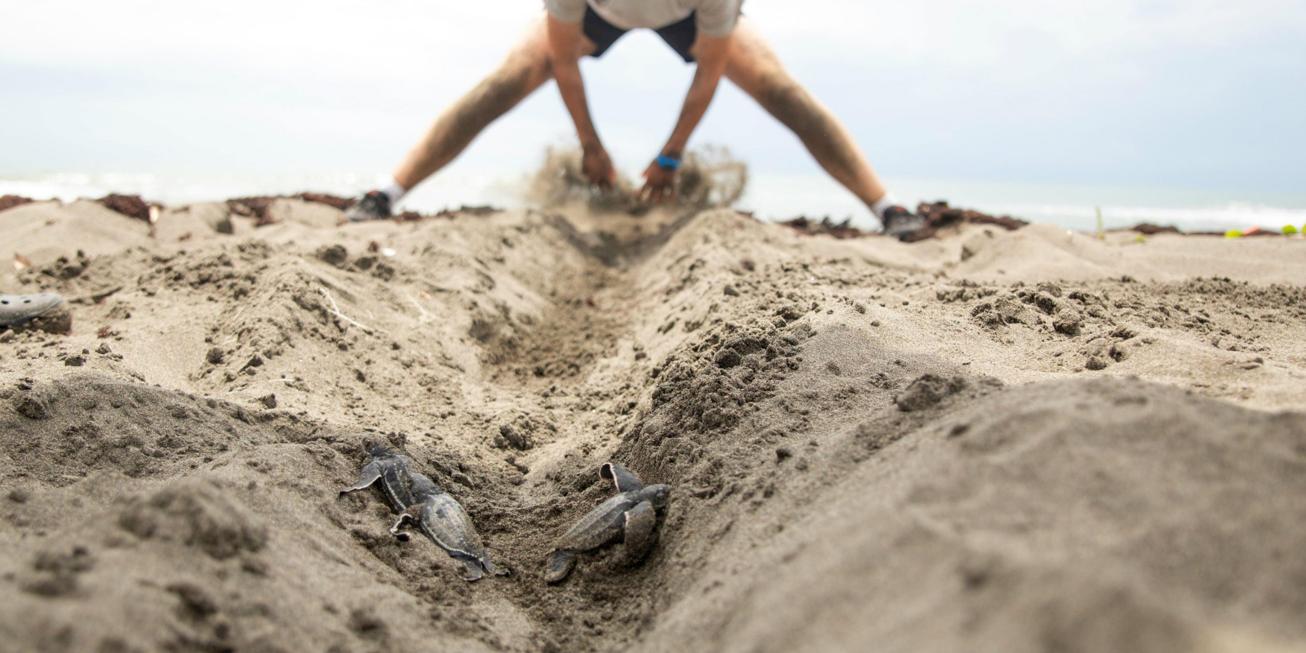 a marine conservation volunteer clears the path for a baby sea turtle