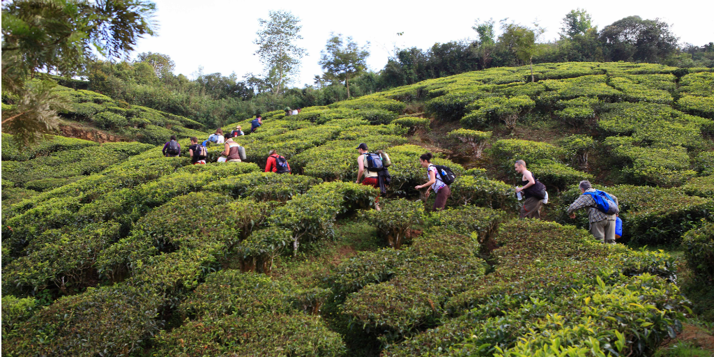 Volunteers in india taking a walk in the ghats in Kerala