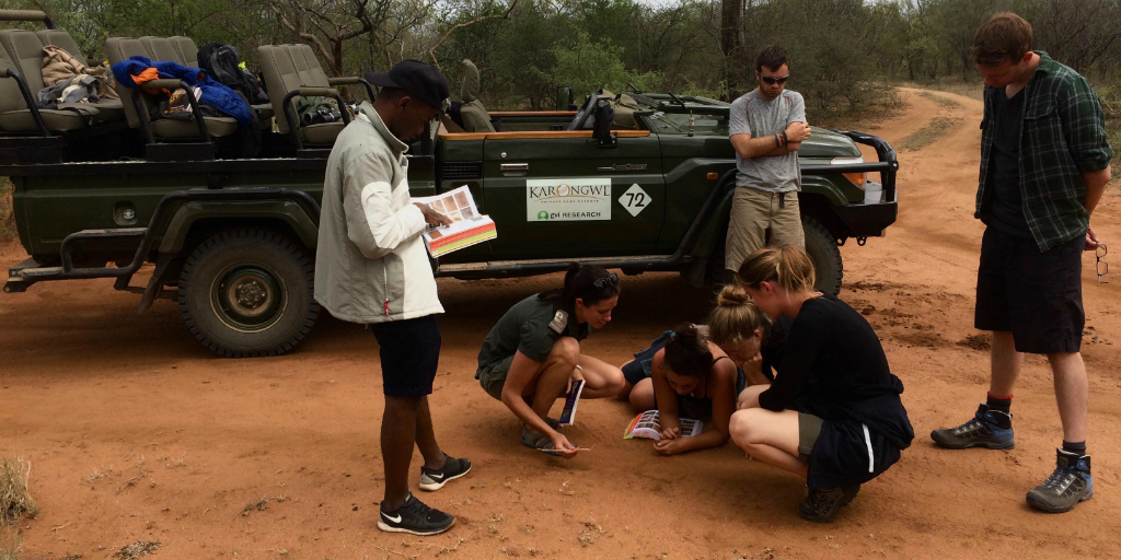 Teams observing and participating in the conservation of animals in Limpopo, Africa
