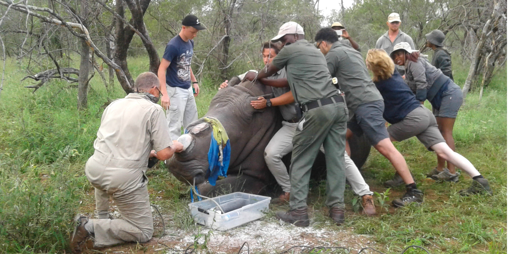 Rhino dehorning is a method used to protect rhinos from illegal poachers.