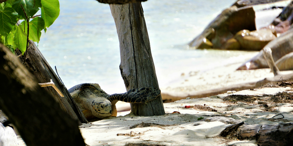 Add to sustainable development efforts by joining a sea turtle conservation program.