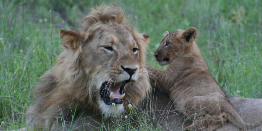 a lion and cub in Limpopo