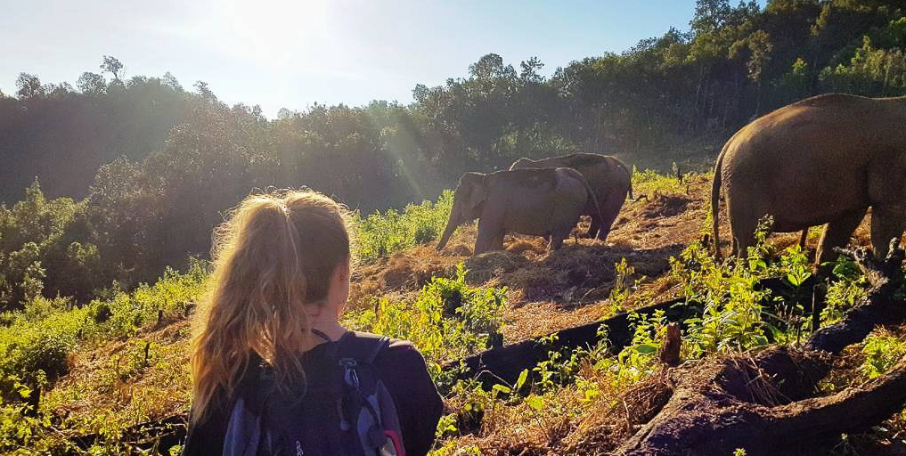 Asian elephant facts: How do elephants keep cool? | GVI | GVI