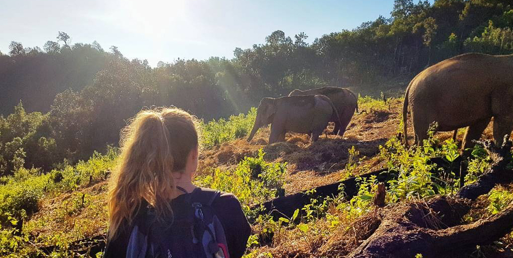 GVI participants behaving ethically by keeping their distance from the elephants when observing their behaviours