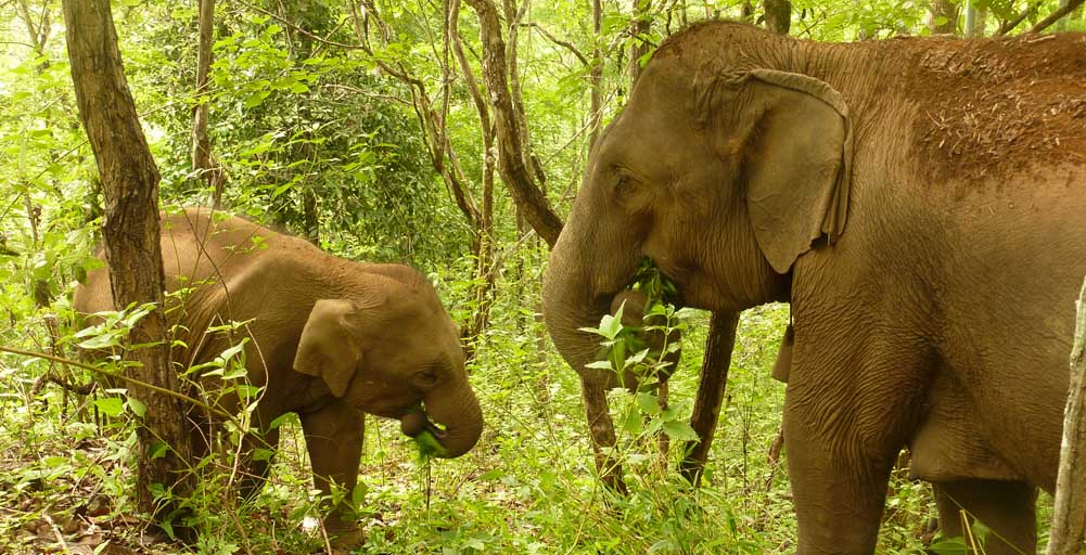 Asian elephants part of GVIs animal conservation projects