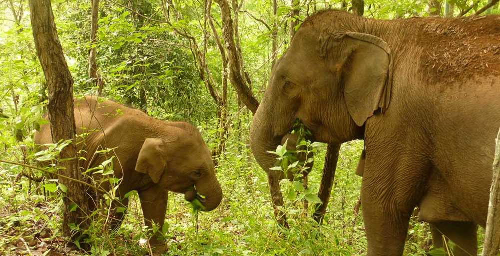 Asian elephants observed in the shade