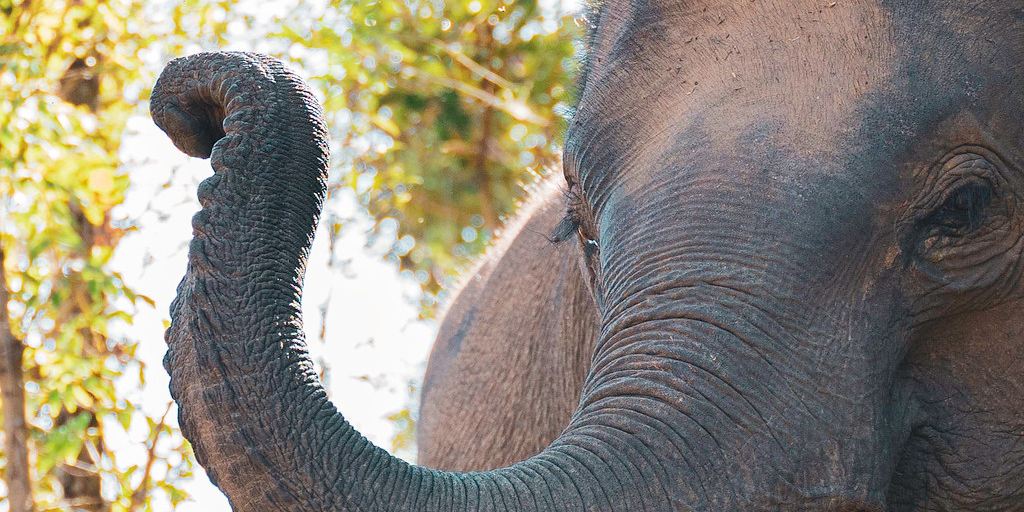 Close up of an Asian elephants trunk