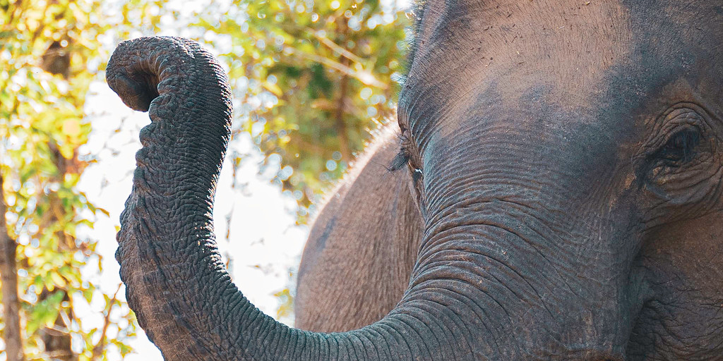 Asian elephant facts: How do elephants keep cool? | GVI | GVI