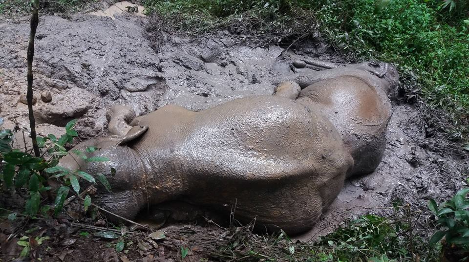 Two Asian elephants very much enjoying a mud bath