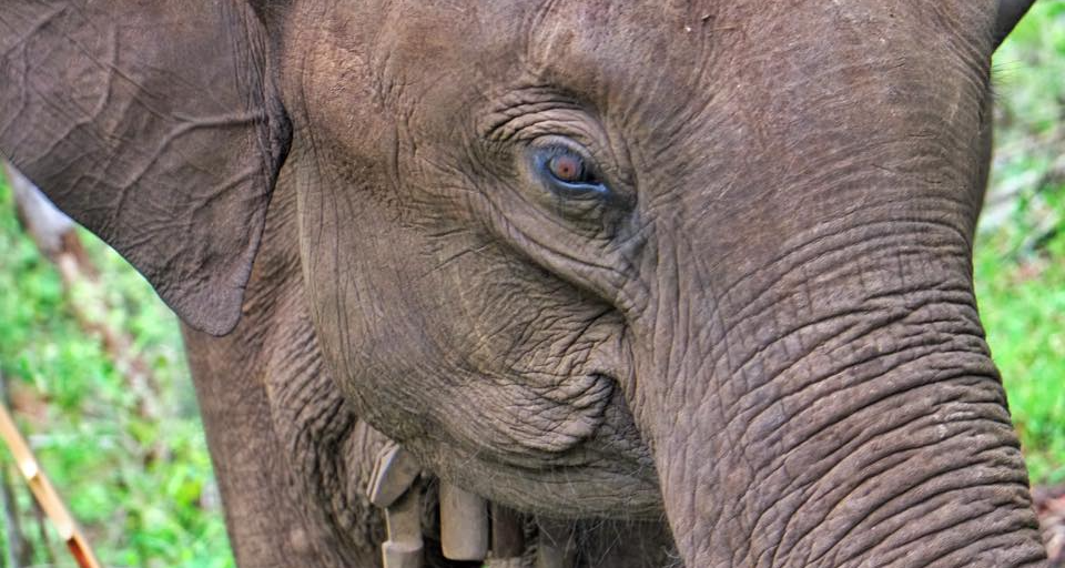 Close up of Asian elephant skin