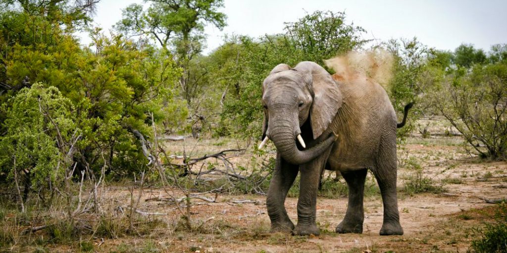 volunteer towards elephants in Africa 