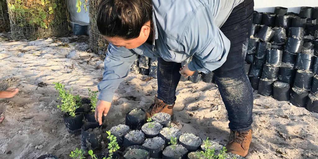 A volunteer planting spekbooms