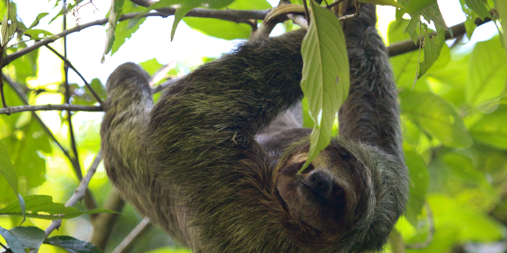 Spot the three-toed sloth when you volunteer abroad in Oxapampa, peru