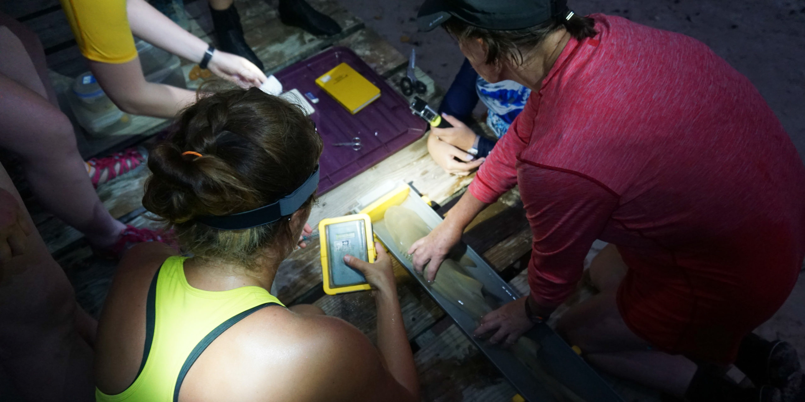 Participants and staff carefully collect data on a sicklefin lemon shark on a gap year program in Seychelles.