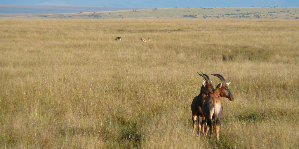 buck in Kenya contributing to their varied ecosystem