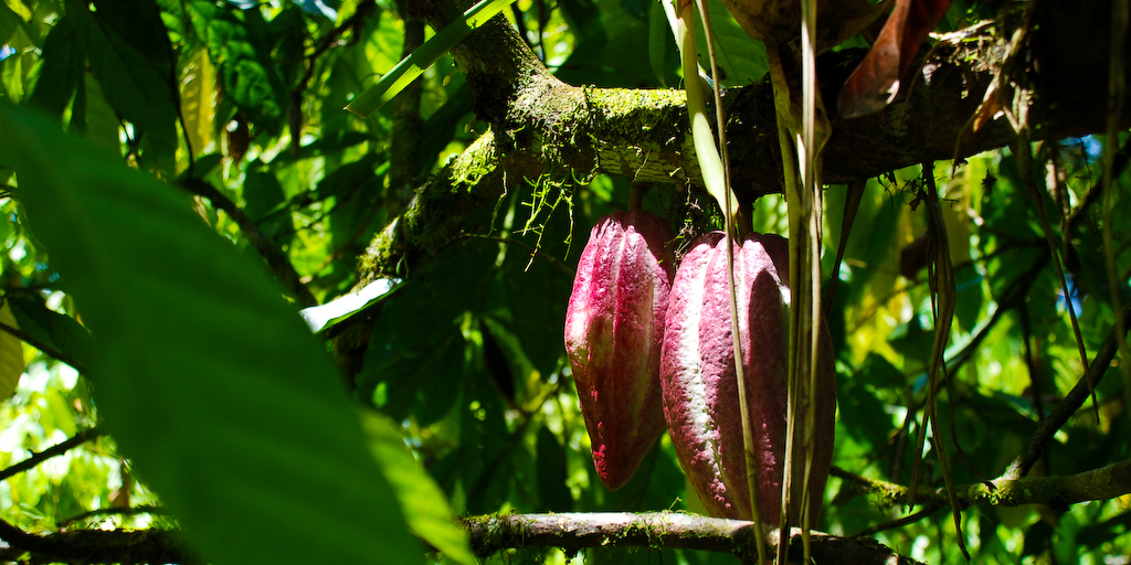 go on a cocao tour in Limon, Costa Rica