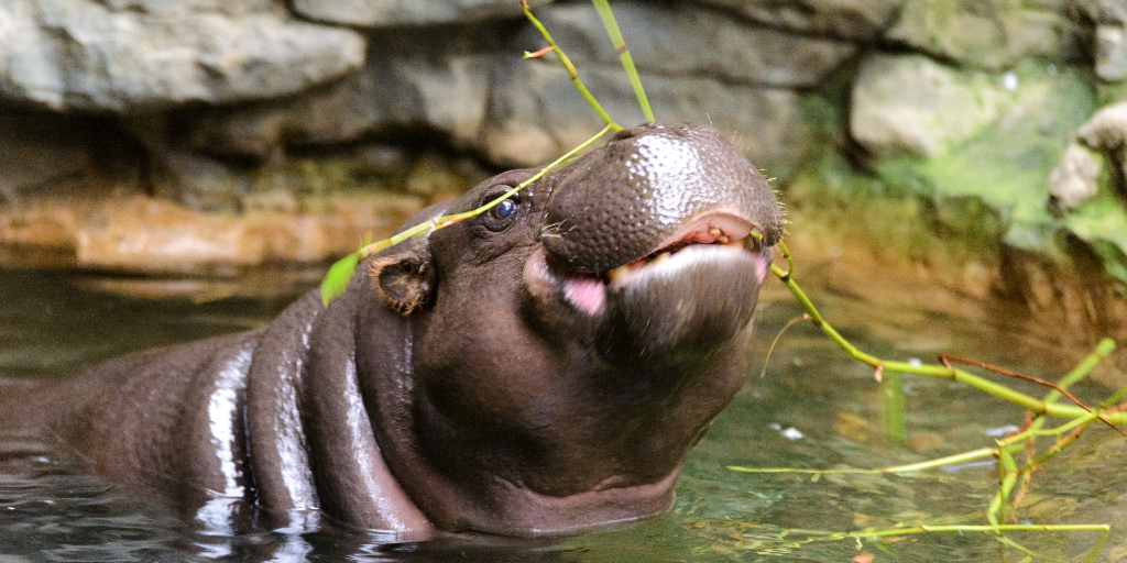 A pygmy hippo looking for food while in the water. 