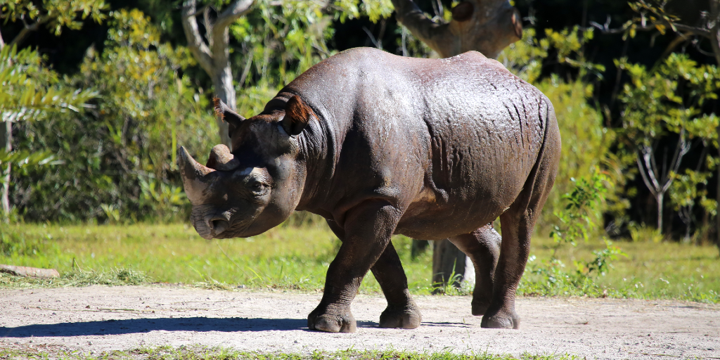 A black rhino walking around. 