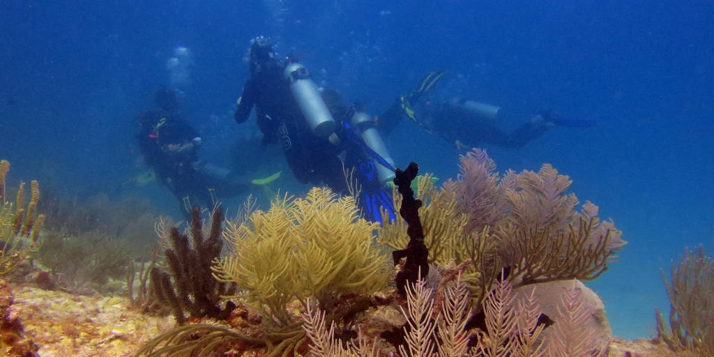 The GVI volunteers work on the conservation of the marine ecosystem. 