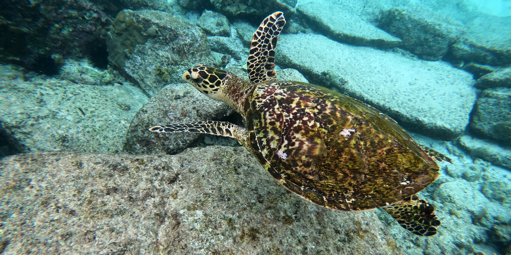 A turtle swims in its natural environment. 