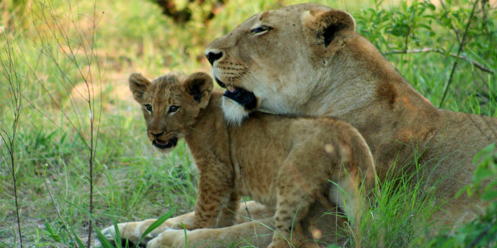 A mother and her cub are bonding in the grasslands. 
