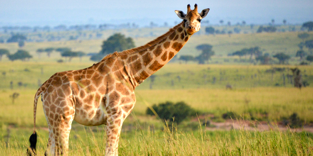 a rothschild giraffe roaming in the grass.