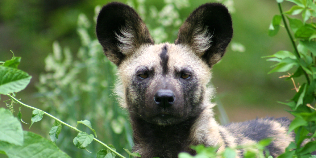 An african wild dog roaming.