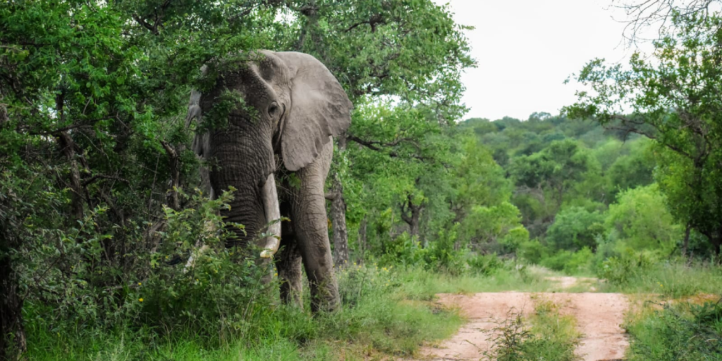  en elefant gömmer sig bakom träden. 