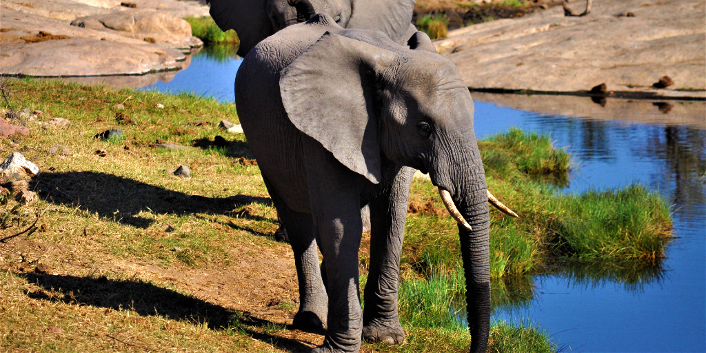 o elefante bebe água de um buraco de rega. 