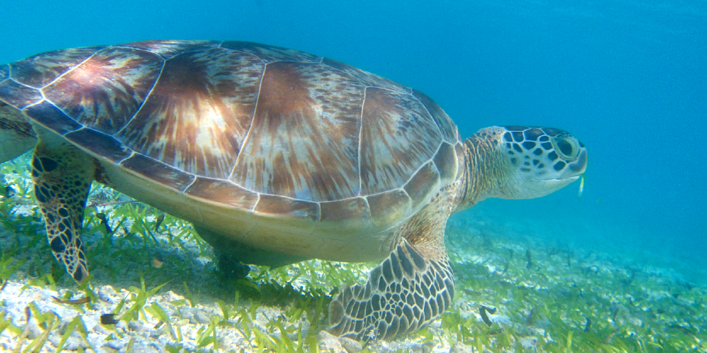 A sea turtle swims in the ocean. 