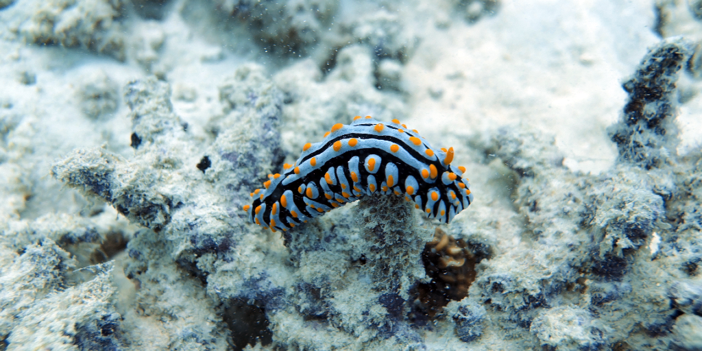 A sea animal swims on a bleached coral reef. 